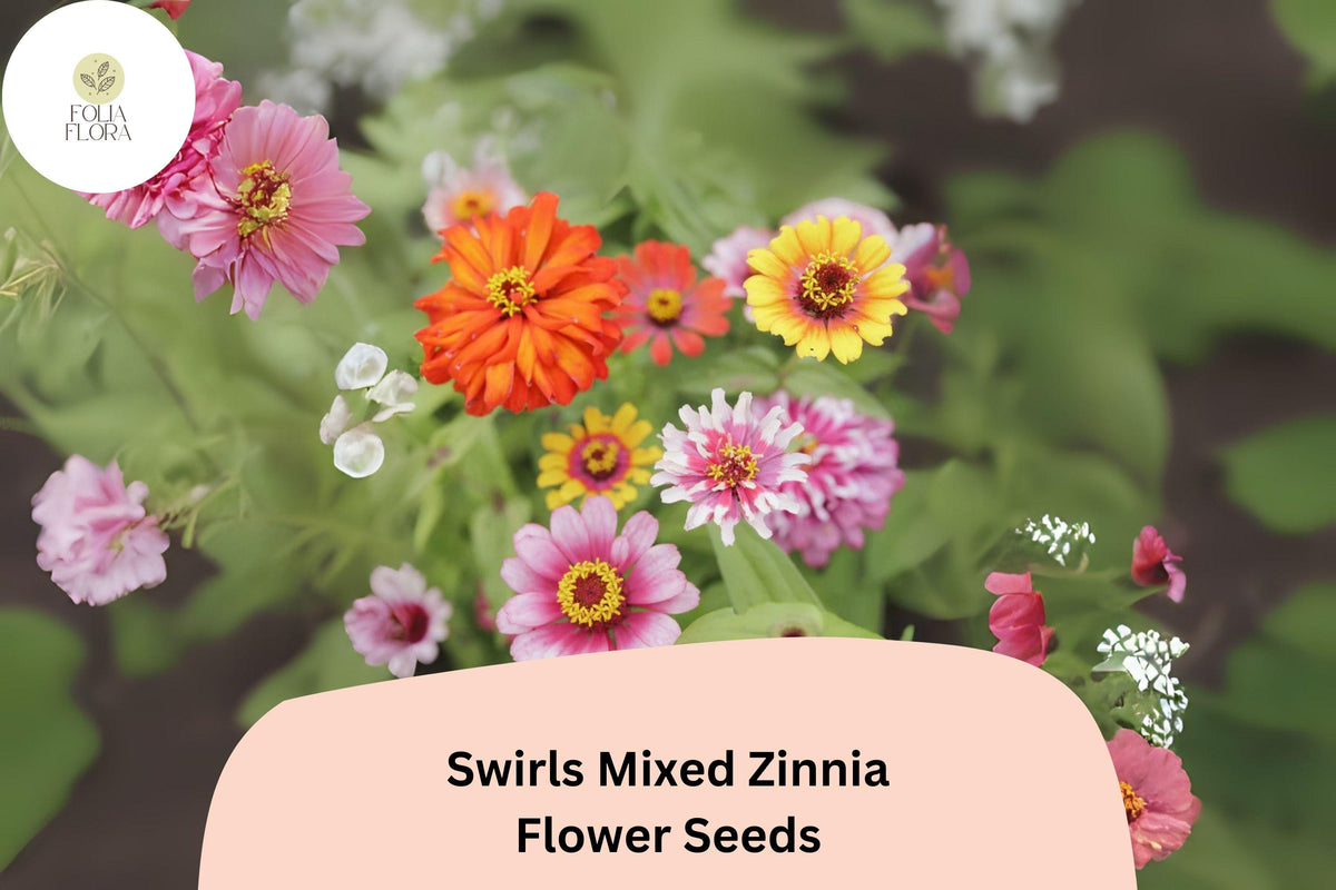 Swirls Mix Zinnia Seeds – Heirloom Non-GMO Annual Flowers for Pollinator Gardens & Cut Flowers, Zinnia elegans