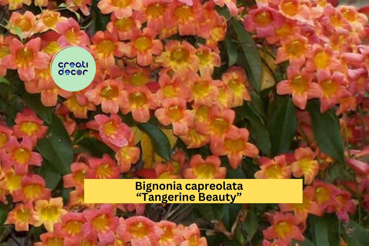 Tangerine Beauty Crossvine Rooted Starter Plant – Bignonia capreolata, Vibrant Orange Trumpet Flowers, Butterfly & Hummingbird Attracting Vine