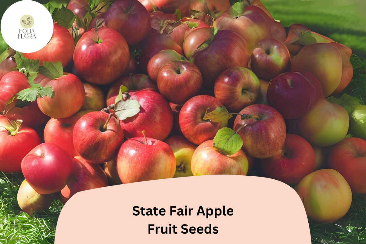 State Fair Apple Seeds | Cold Hardy Malus domestica for Cooler Climates | Sweet-Tart Medium Apples
