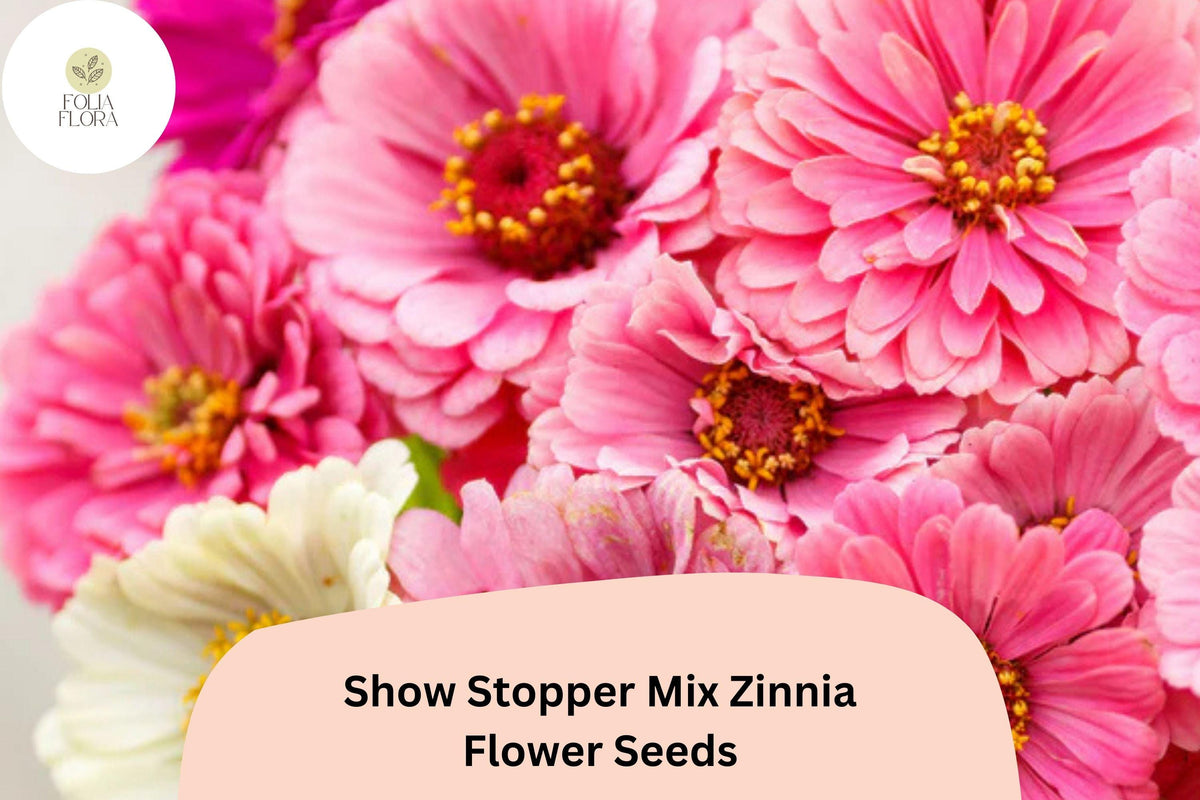 Show Stopper Zinnia Seeds – Multi-Color Mix, Non-GMO, Zinnia elegans, Vibrant Annual Flowers for Garden Beds & Bouquets