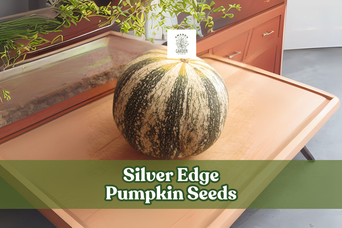 Silver Edge Pumpkin Seeds, Striped Heirloom Squash, Edible Seeds, Cucurbita pepo var. argyrosperma, Non-GMO, Full Sun, Fall Harvest
