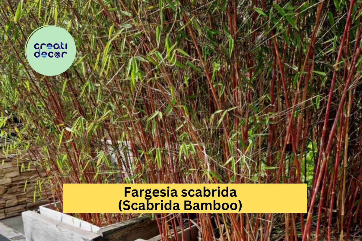 Scabrida Bamboo Live Rooted Clumping Plant – Fargesia scabrida, Cold Hardy, Privacy Screen, Ornamental Garden Plant