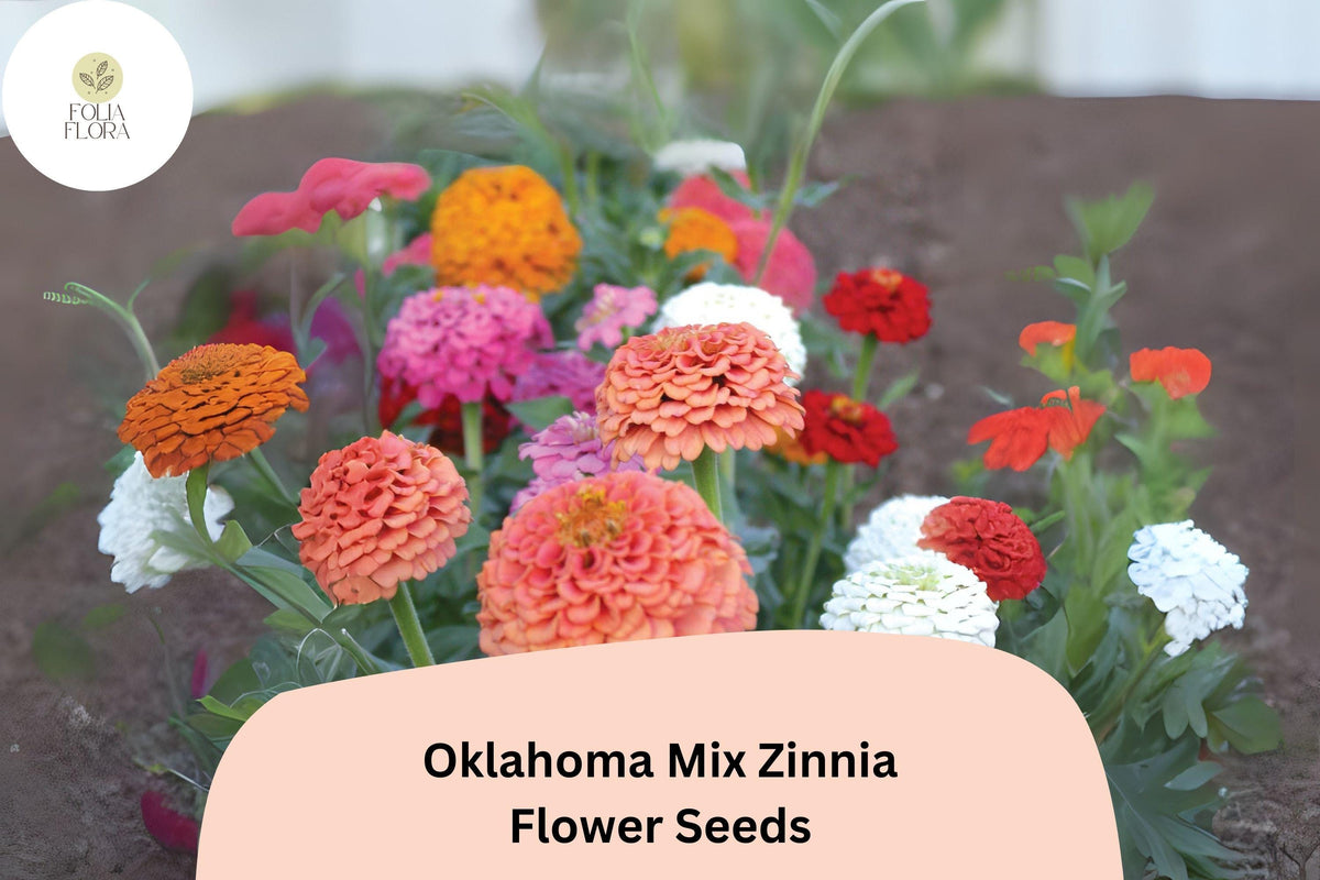 100+ Oklahoma Mix Zinnia Seeds – Double Blooms in Pink, Red, Orange, Yellow & White – Zinnia elegans for Borders, Cut Flowers & Pollinator Gardens