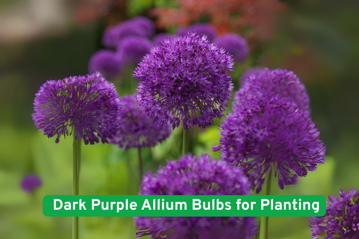 Dark Purple Allium Bulbs - Perennial Flowering Bulbs for Borders, Beds & Containers - Allium spp.