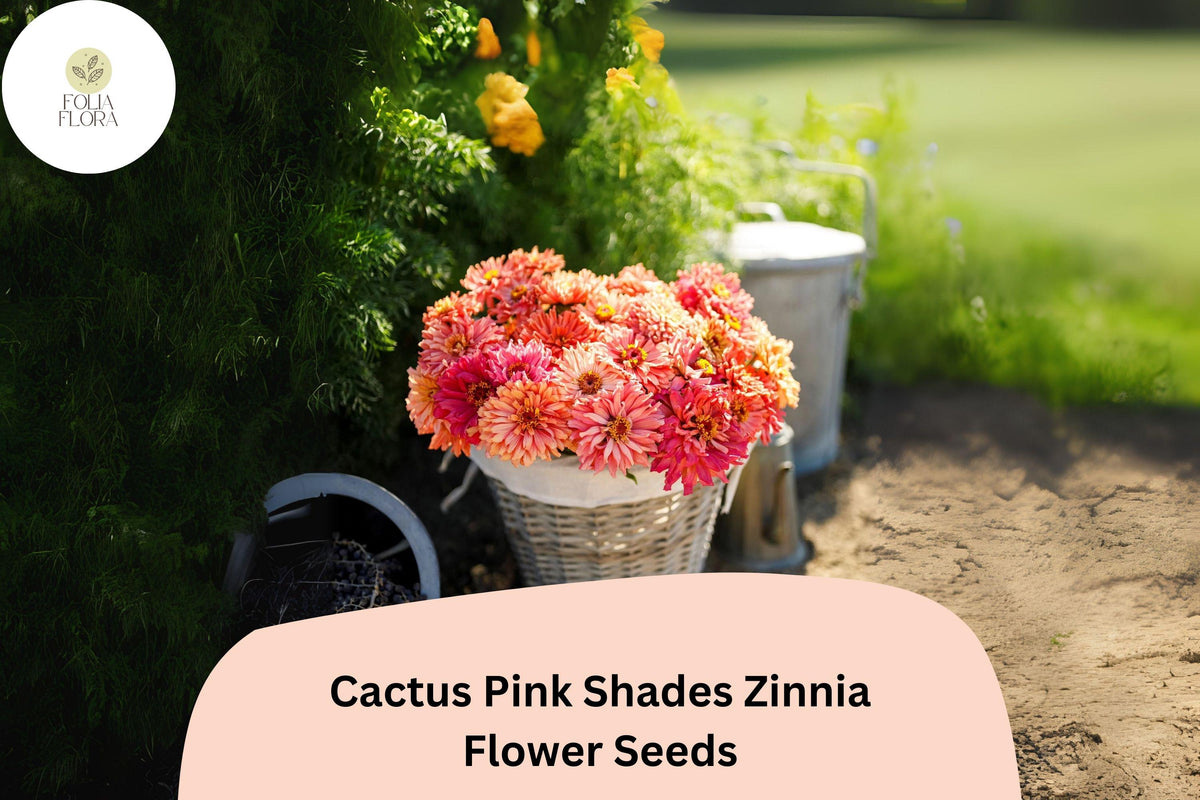 100+ Pink Zinnia Seeds – Cactus-Flowered, Spiky Petals, Zinnia elegans, Summer Bloom, Butterfly & Pollinator Attractant