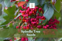 10 Euonymus latifolius Seeds – Spindle Tree Ornamental Shrub with Colorful Autumn Foliage and Seed Capsules