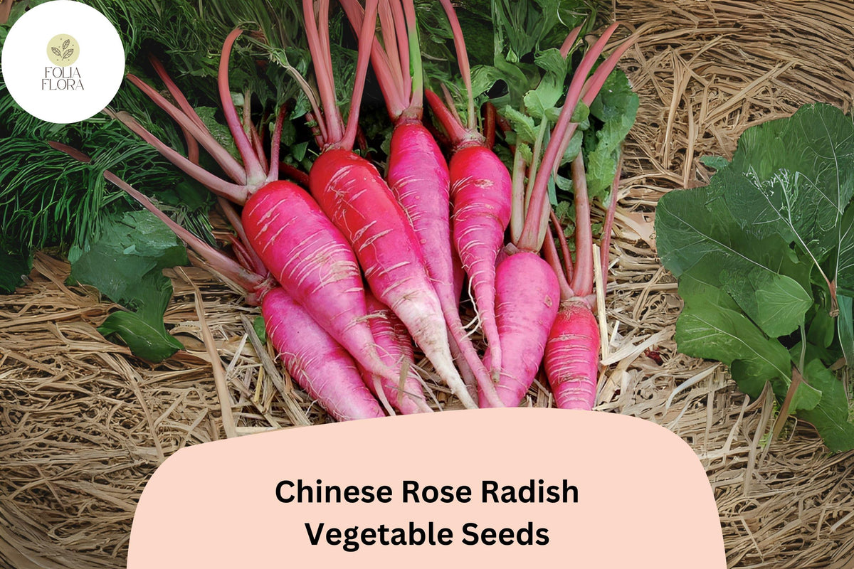 Heirloom Chinese Rose Radish Seeds – Non-GMO, Winter Radish, Raphanus sativus var. longipinnatus, Pink Roots, Crisp Flesh