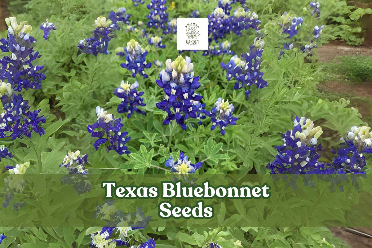 100 Texas Bluebonnet Seeds – Lupinus texensis Wildflower for Gardens, Meadows & Pollinator Gardens