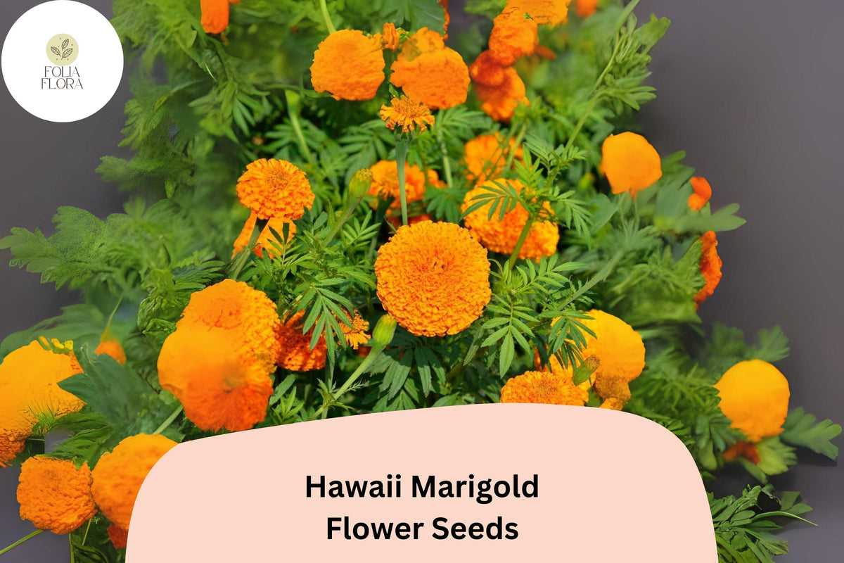 Hawaii Marigold Seeds | Tall African Tagetes Erecta | Vibrant Orange-Yellow Blooms | Pollinator-Friendly Annual