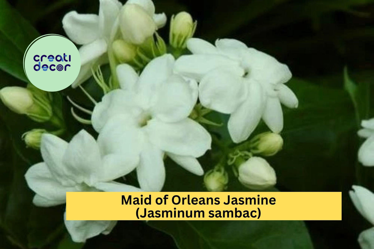 Maid of Orleans Jasmine Live Rooted Plant – Fragrant White Blooming Jasminum sambac Shrub/Vine for Garden or Patio