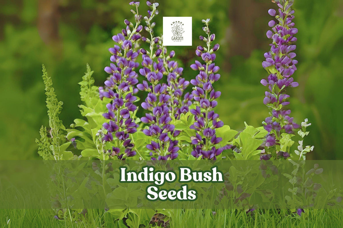 50 Indigofera amblyantha Seeds – Pink Flowering Shrub for Hedges & Pollinator Gardens