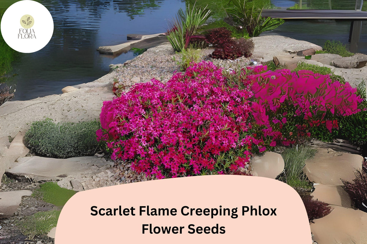 Scarlet Flame Creeping Phlox Seeds - Groundcover Perennial Flower - Vibrant Scarlet Red Blooms - Phlox subulata