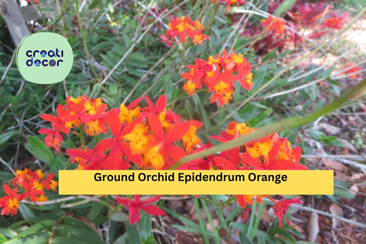 Live Orchid Cuttings with Aerial Roots - Ground Orchid Epidendrum Orange - Tropical Garden or Indoor Plant Collection