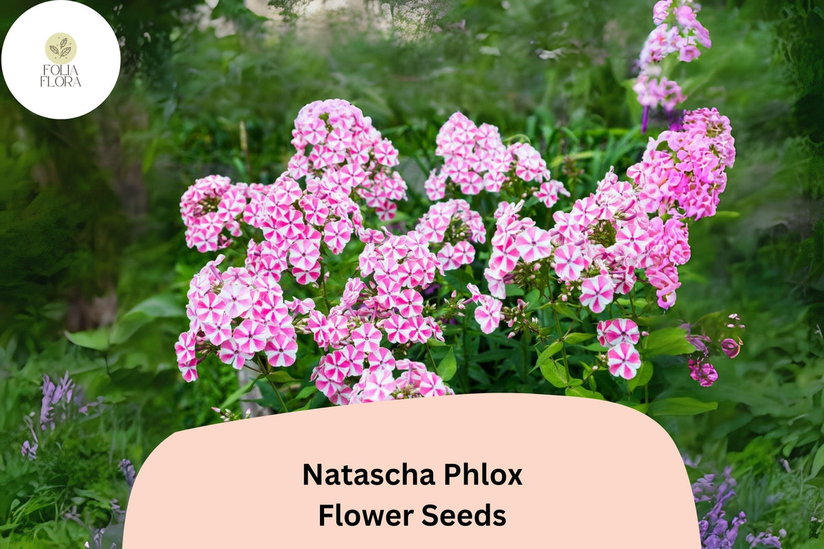 100+ Natascha Phlox Seeds – Pink & White Striped Garden Flowers, Phlox paniculata, Perennial, Butterfly & Hummingbird Attracting