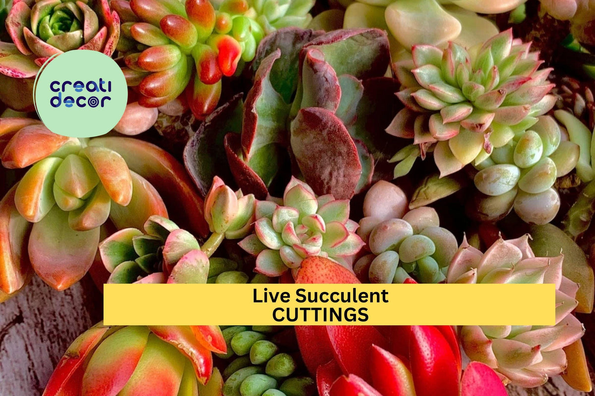 12pc Live Succulent Cuttings Set – Assorted Varieties for DIY Gardens, Terrariums, Wedding Favors, Indoor & Outdoor Planting