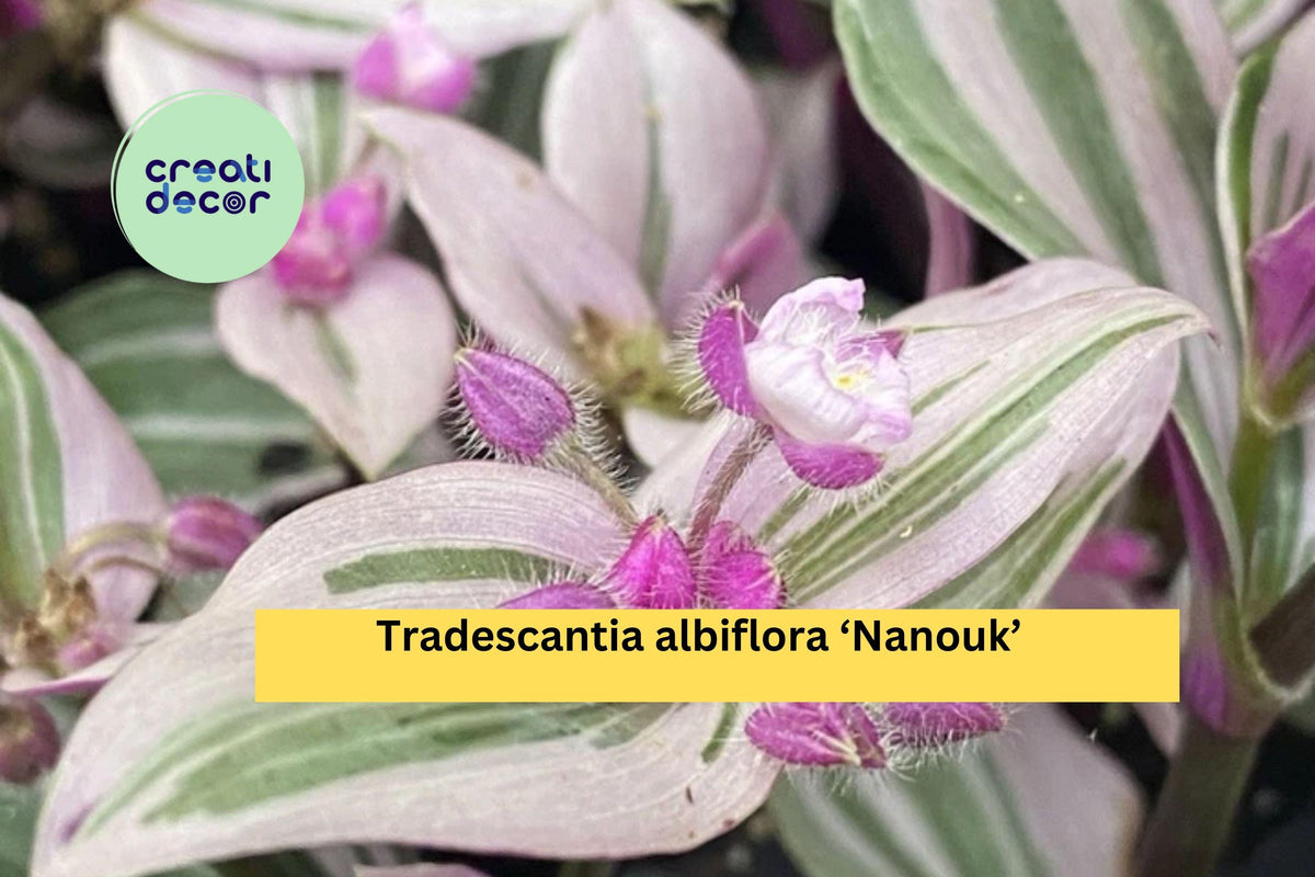 Tradescantia Nanouk Live Houseplant | 2 Rooted Cuttings with Pink Green Foliage | Indoor Trailing Plant, Easy Care, Variegated Leaves