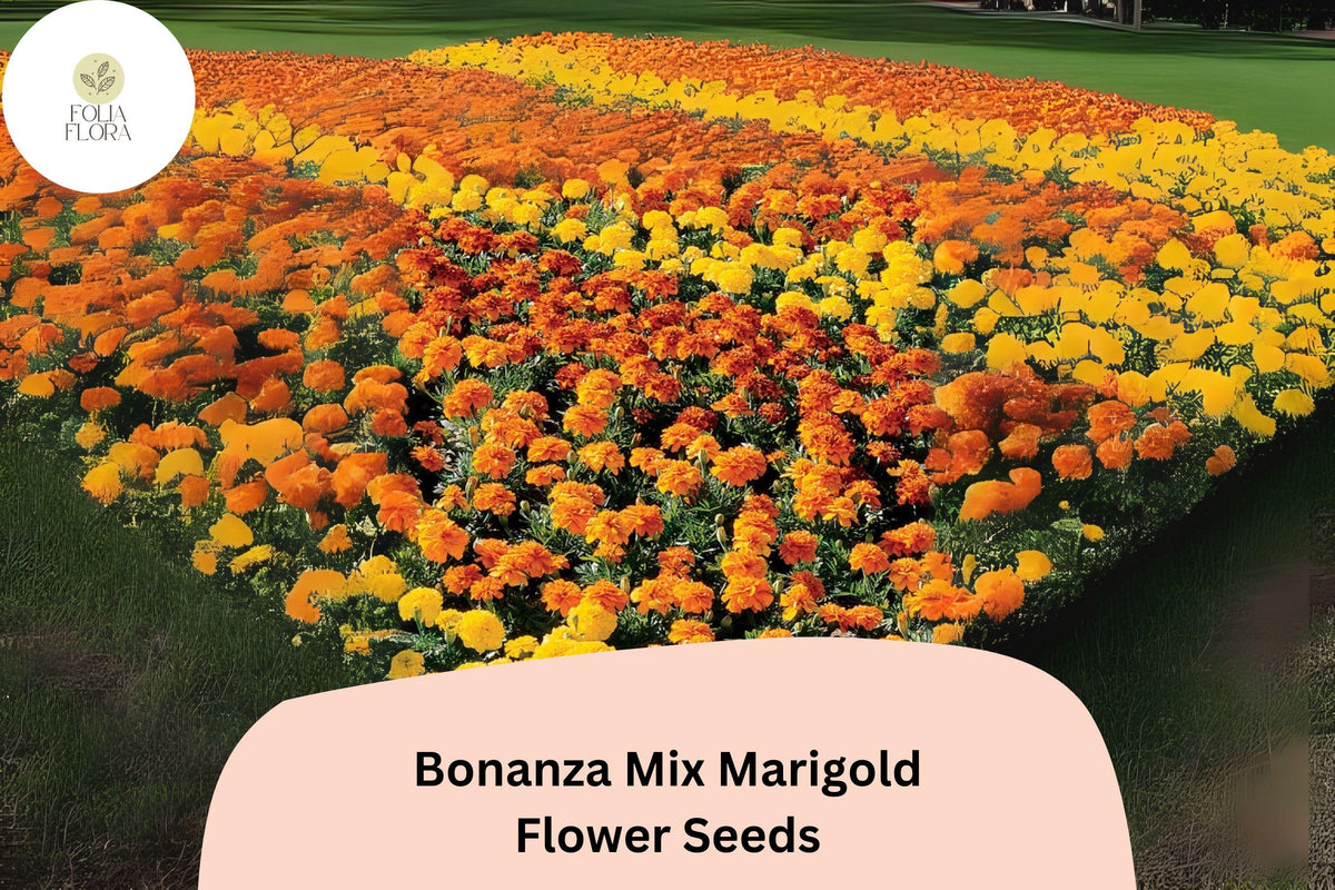 Bonanza Mix Marigold Seeds | Dwarf French Marigold Blend | Tagetes patula | Bright Orange, Yellow, Red, Gold Flowers
