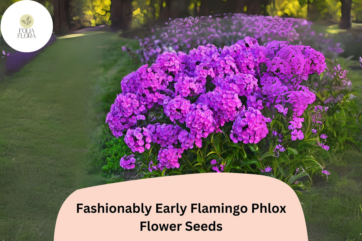 100+ Flamingo Phlox Seeds – Purple Perennial Flower Seeds, Phlox hybrid for Garden Borders, Pollinator Gardens, and Cut Flowers