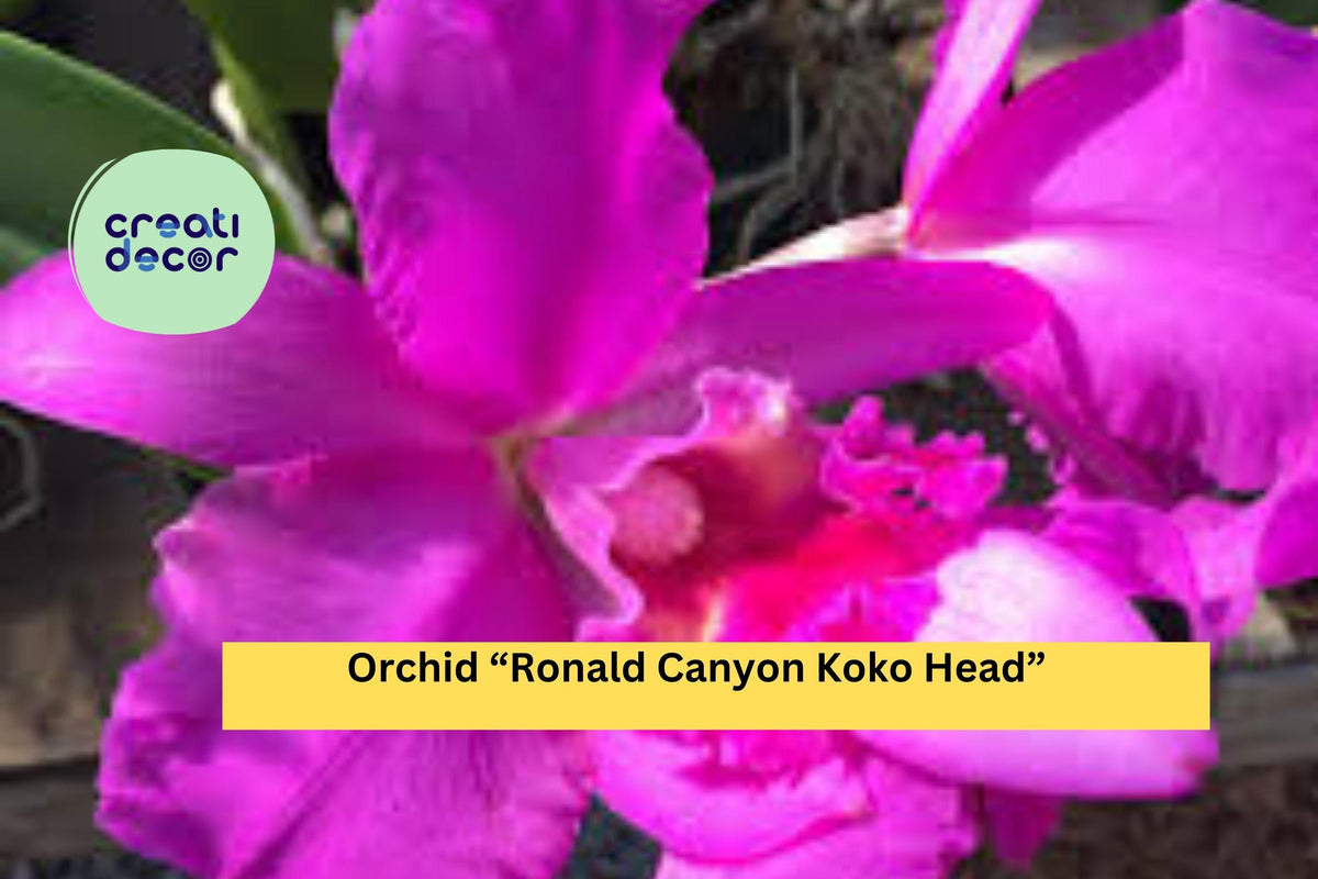 Orchid Plant Bare Root Seedling – Ronald Canyon Koko Head Exotic Hybrid for Indoor Growing, Vibrant Blooms, Tropical Houseplant