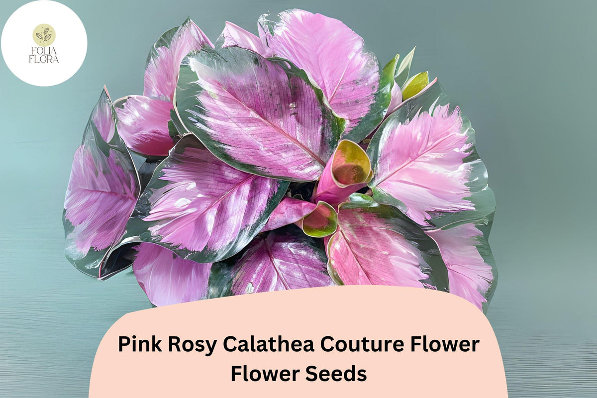 Pink Rosy Calathea Seeds | Exotic Tropical Foliage Plant | Calathea roseopicta ‘Rosy’ for Indoor & Shaded Outdoor Gardens