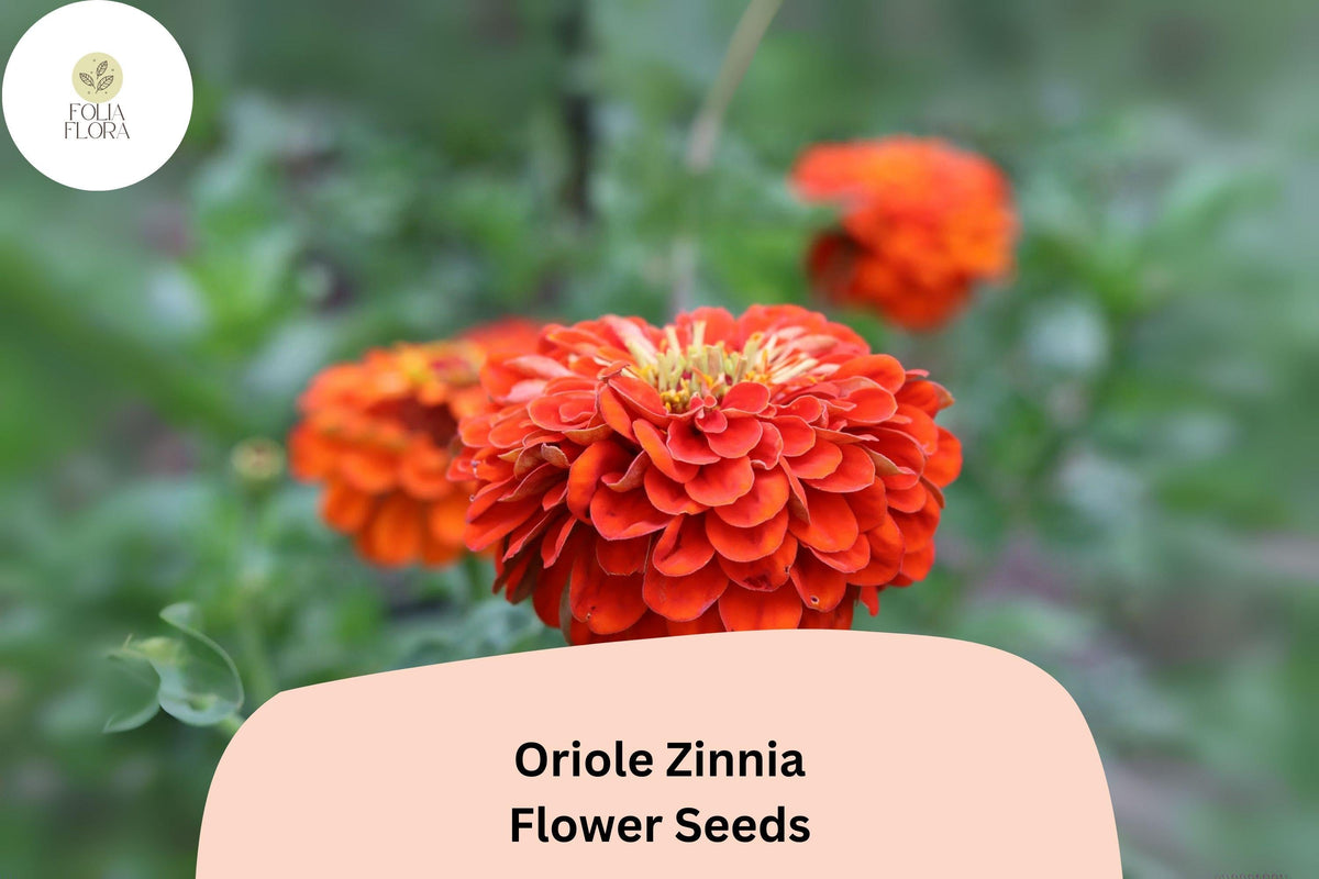 Oriole Zinnia Seeds | Orange-Scarlet Blooms | Pollinator-Friendly Annual | Zinnia elegans