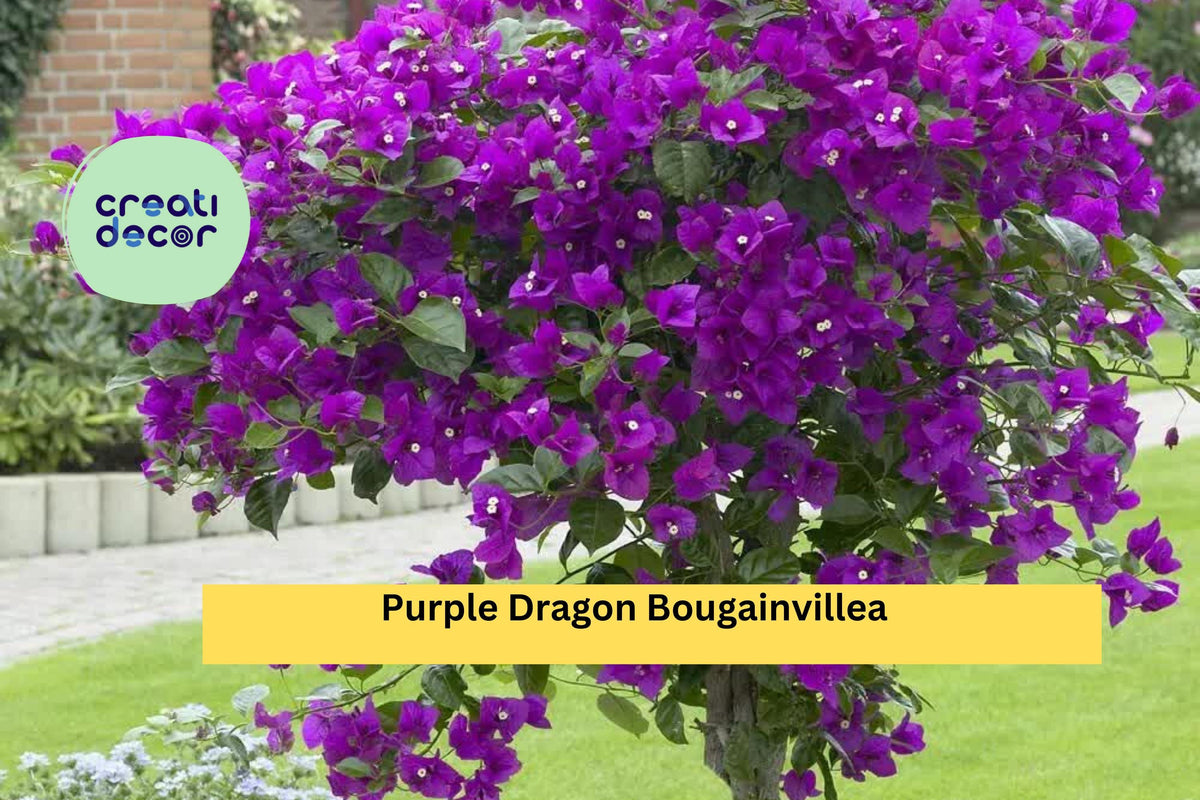 Purple Dragon Bougainvillea Live Rooted Starter Plug Plant - Vibrant Purple Flowering Vine for Trellis, Fence, Container Garden