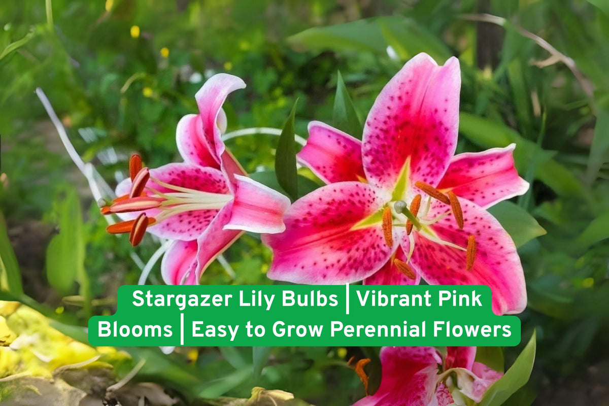 Stargazer Lily Bulbs - Vibrant Pink Fragrant Perennial Flowers for Garden, Borders & Cut Arrangements | Lilium ‘Stargazer’
