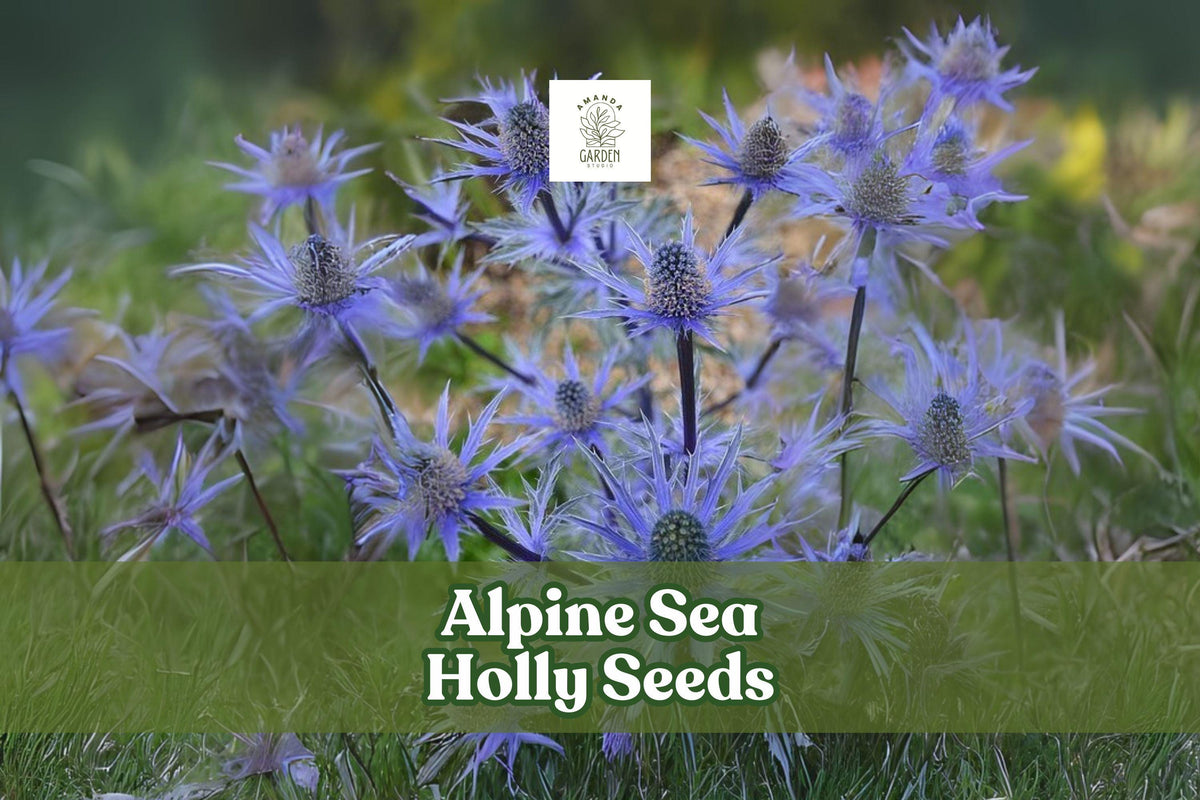 Alpine Sea Holly Seeds - Eryngium alpinum, Exotic Blue Perennial for Pollinator Gardens, Hardy Ornamental Plant