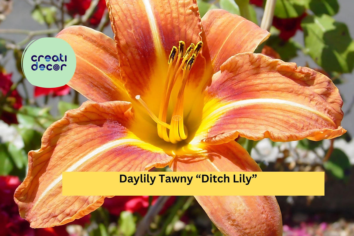40 Bare Root Tawny Daylilies - Ditch Lily Hemerocallis fulva, Perennial Flowers for Borders, Landscaping, Easy to Grow