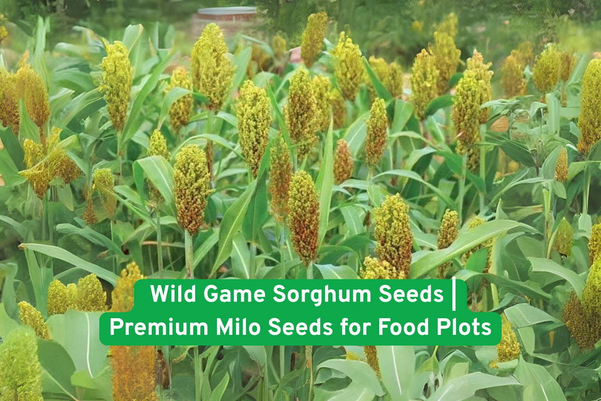 Wild Game Sorghum Seeds | Non-GMO Milo for Deer & Bird Food Plots | Sorghum bicolor