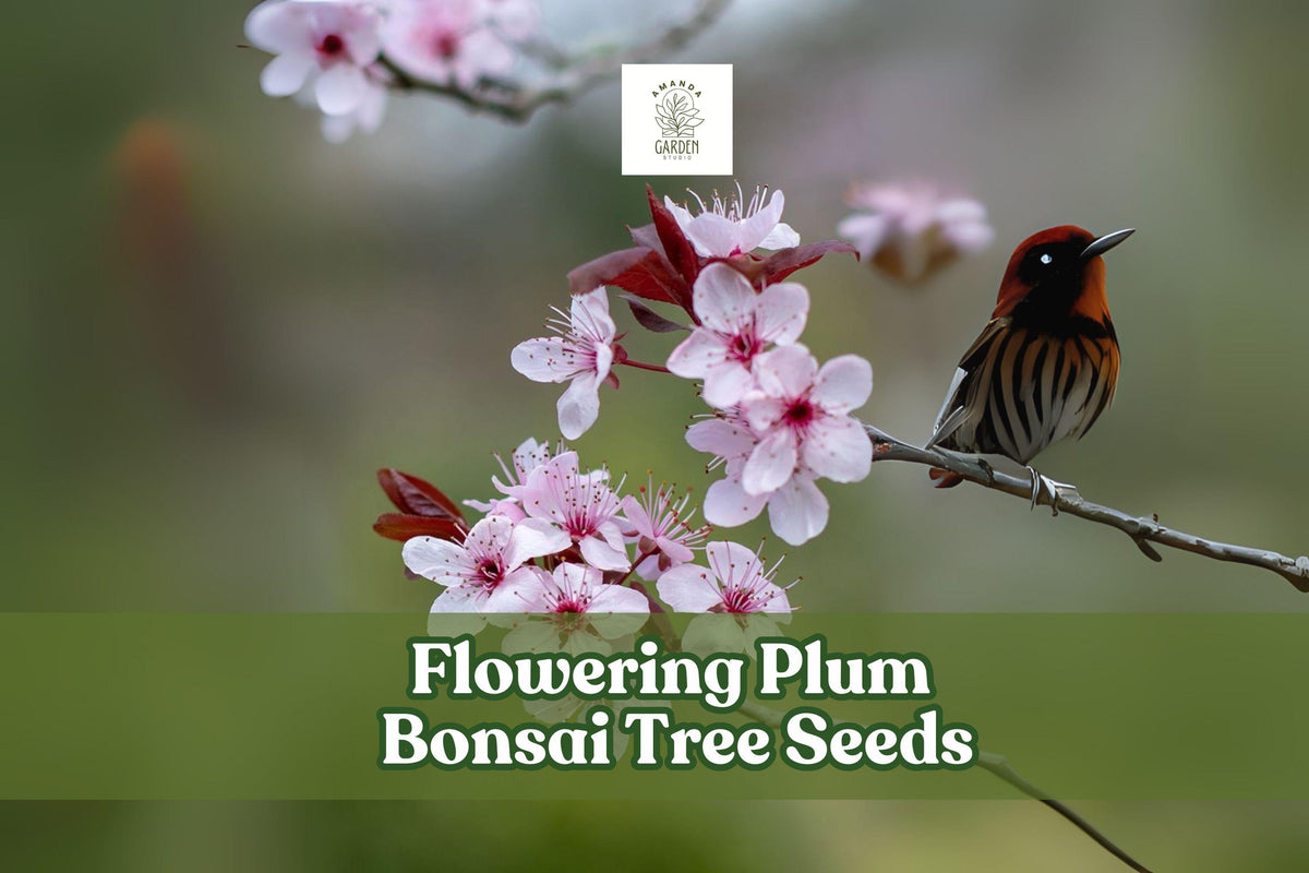 Flowering Plum Bonsai Seeds, Pink Blooms, Prunus triloba, Deciduous Shrub, Indoor & Outdoor Cultivation