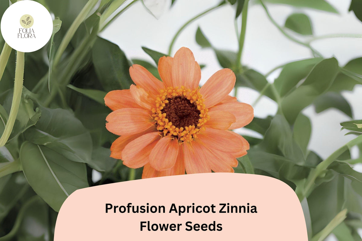 Profusion Apricot Zinnia Seeds – Peach-Orange Blooms, Annual Flower, Zinnia hybrida, Summer to Frost, Pollinator & Cut Flower