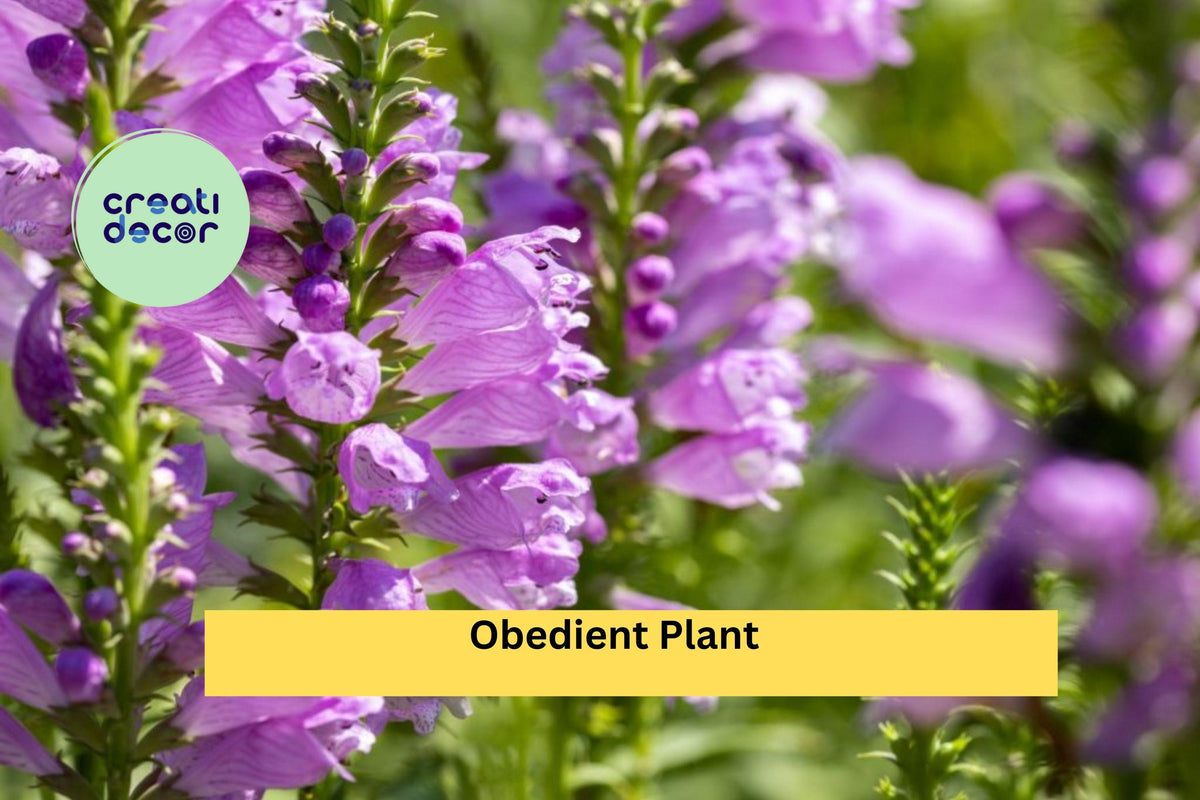 Obedient Plant Bare Root Perennials – Physostegia virginiana Pink to Purple Flowers, Pollinator-Friendly, Hardy Garden Plants