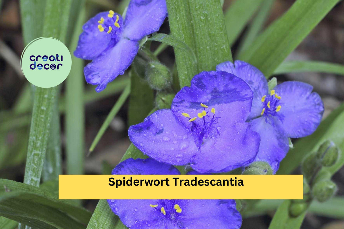 25 Spiderwort Plants – Tradescantia virginiana Bare Root Rhizomes, Hardy Perennial with Purple Flowers for Borders and Gardens