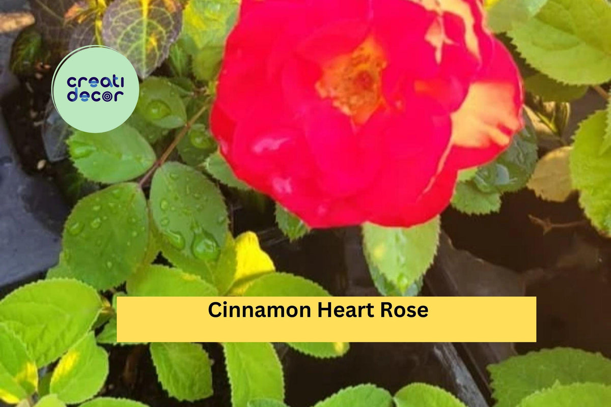 Cinnamon Heart Rose Starter Set – 4 Rooted Live Cuttings, Fragrant Flowering Rose Bushes for Outdoor Garden Landscaping, Rosa spp.