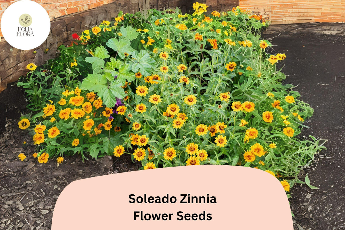 Soleado Zinnia Seeds – Golden Yellow Flowers, Non-GMO, Zinnia elegans, Cut Flowers, Pollinator-Friendly, Full Sun, 100+ Seeds