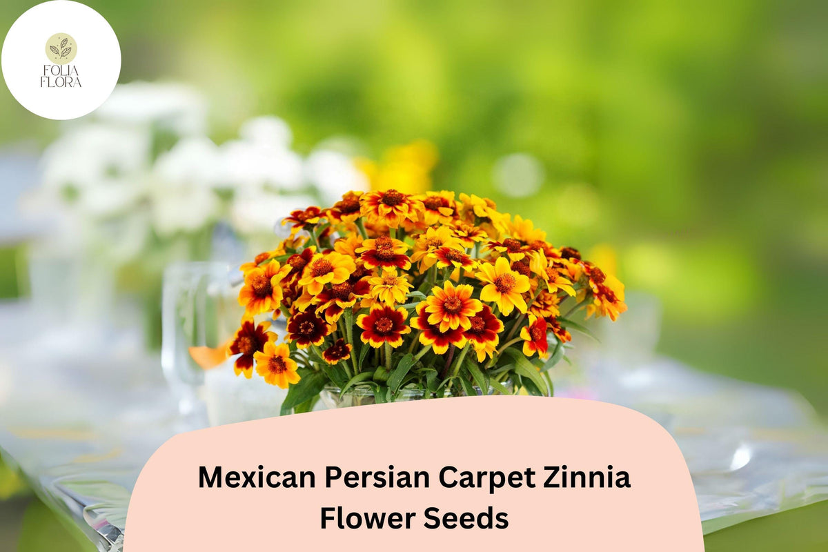 100+ Mexican Persian Carpet Zinnia Seeds – Dwarf Mix for Garden Beds, Borders & Containers – Zinnia haageana, Bicolor Red, Gold, Orange & Cream