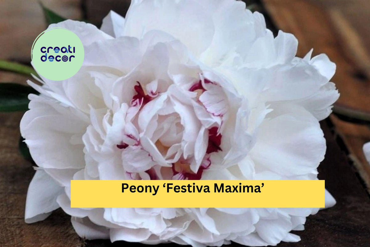 Peony ‘Festiva Maxima’ Live Plants | Bare Root Perennial with White Double Blooms | Paeonia lactiflora for Garden Borders & Cut Flowers