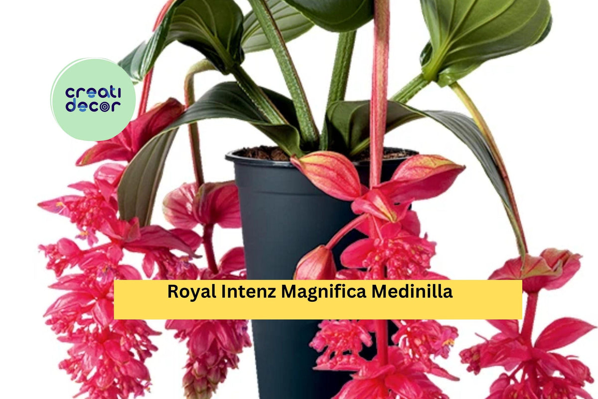Royal Intenz Medinilla Plant | Live Rooted Starter | Tropical Pink Flowering Houseplant | Medinilla magnifica 'Royal Intenz'