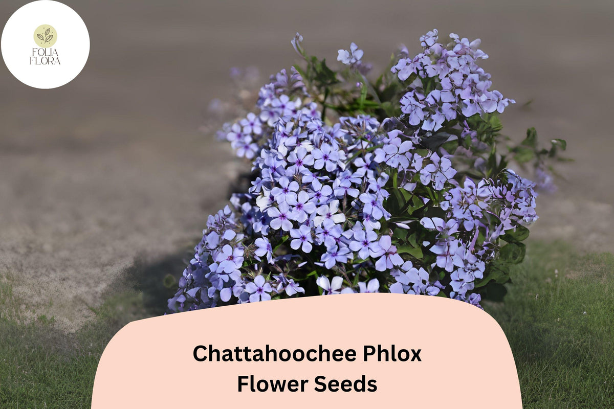 Chattahoochee Phlox Seeds | Lavender Blooms with Dark Violet Eye | Compact Annual Flower | Phlox drummondii