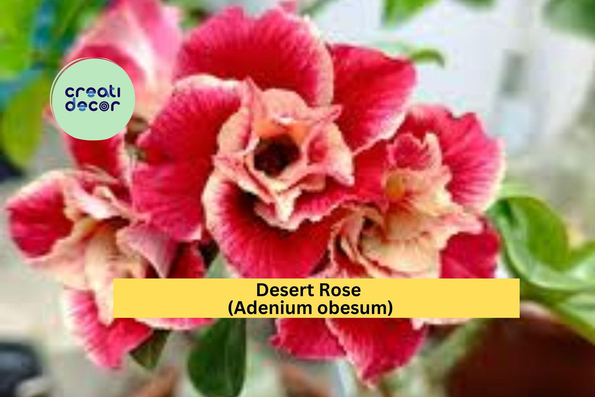 Desert Rose Plant | Adenium obesum Rooted Seedling | 4-6 Inch Succulent Shrub for Bonsai, Patio, Tropical Garden