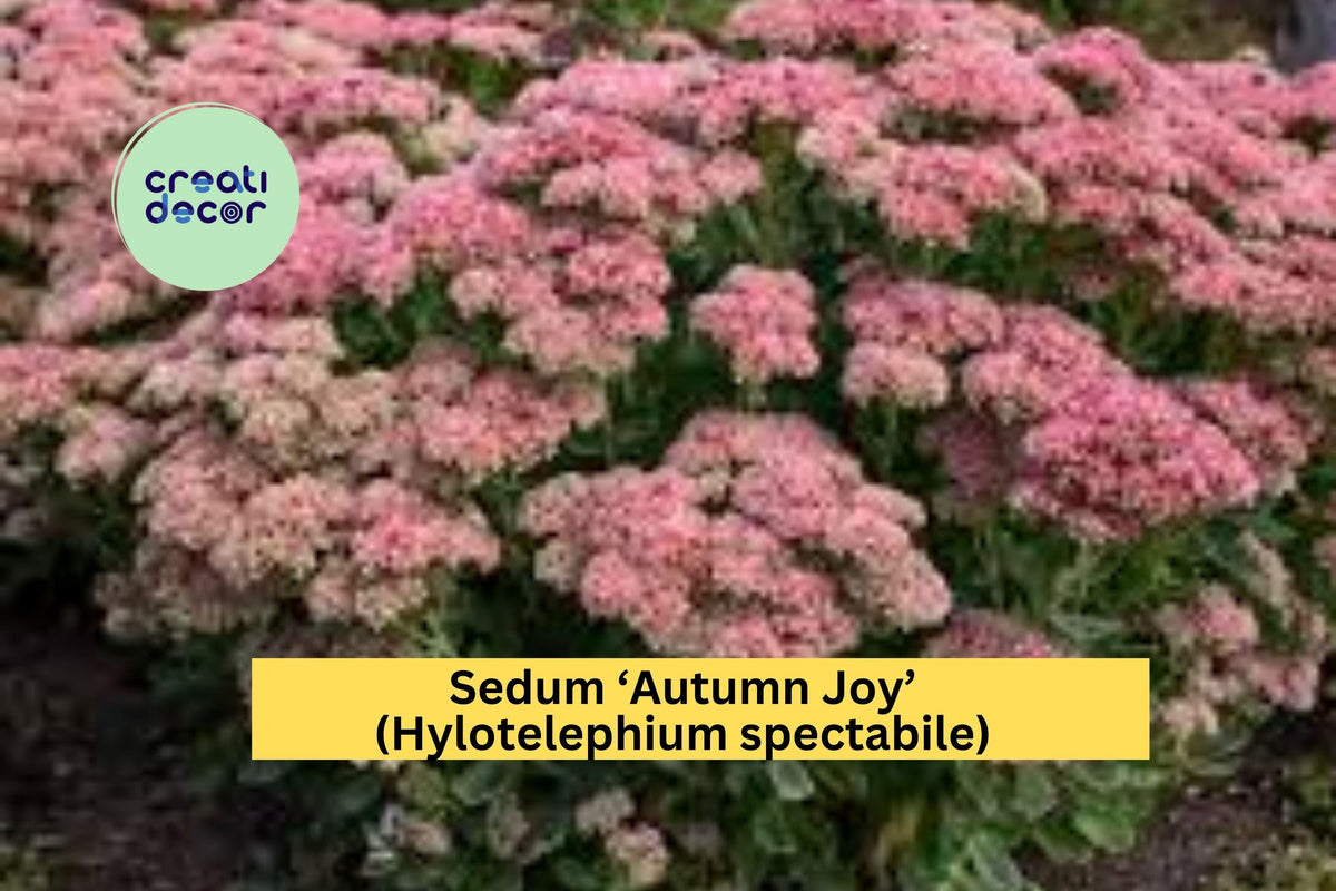 6 Bare Root Sedum ‘Autumn Joy’ Succulents – Pink Blooms, Drought-Tolerant Perennials for Borders & Pollinator Gardens