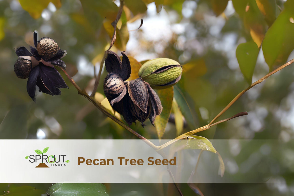 Pecan Tree Seedlings Set of 2 | Live Carya illinoinensis Nut Trees for Home Garden, Orchard, Landscaping