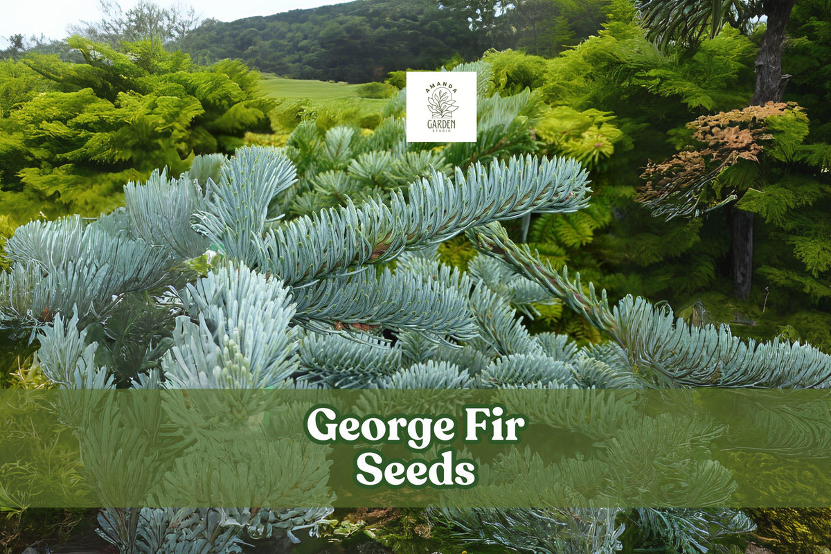 George Fir Seeds – Rare Evergreen Conifer Abies forrestii georgei, Green-Blue Needles, Cold Hardy, Bonsai & Landscape Plant