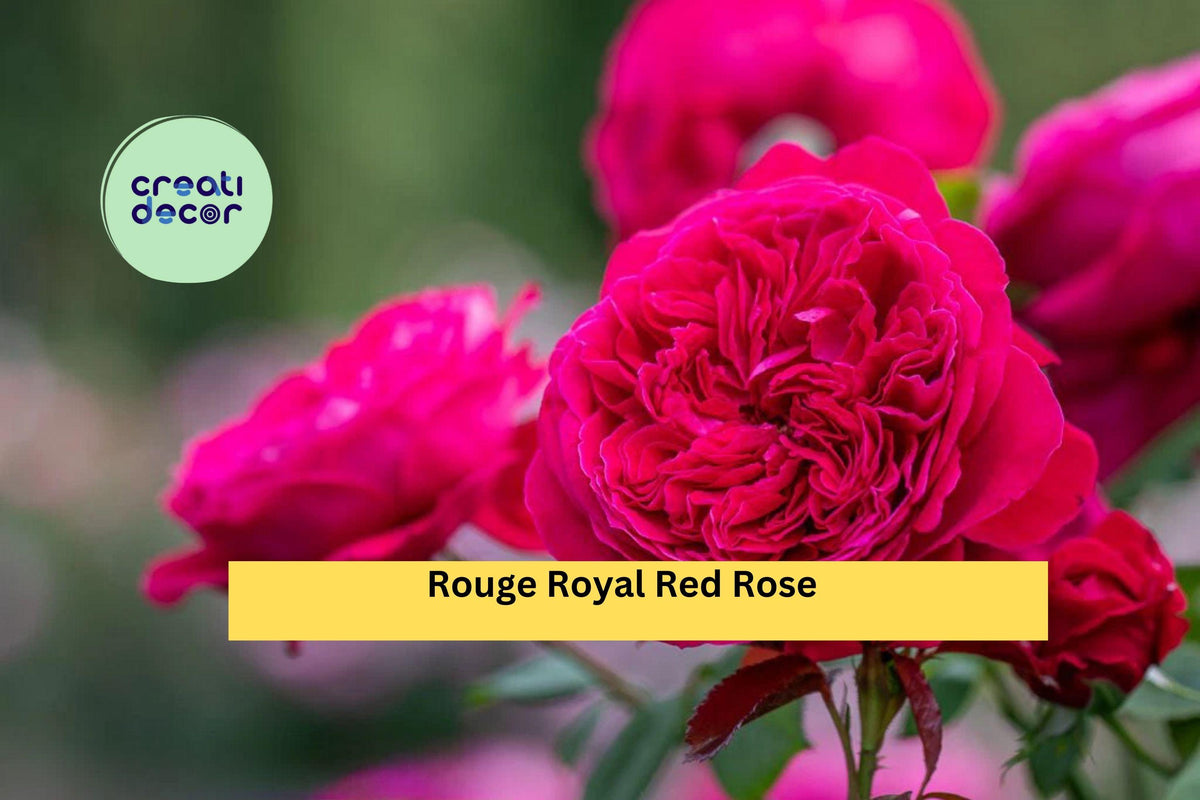 Rouge Royal Red Rose Cuttings, 3 Fresh Stem Propagation Material, Rosa ‘Rouge Royal’ for Grafting and Rooting