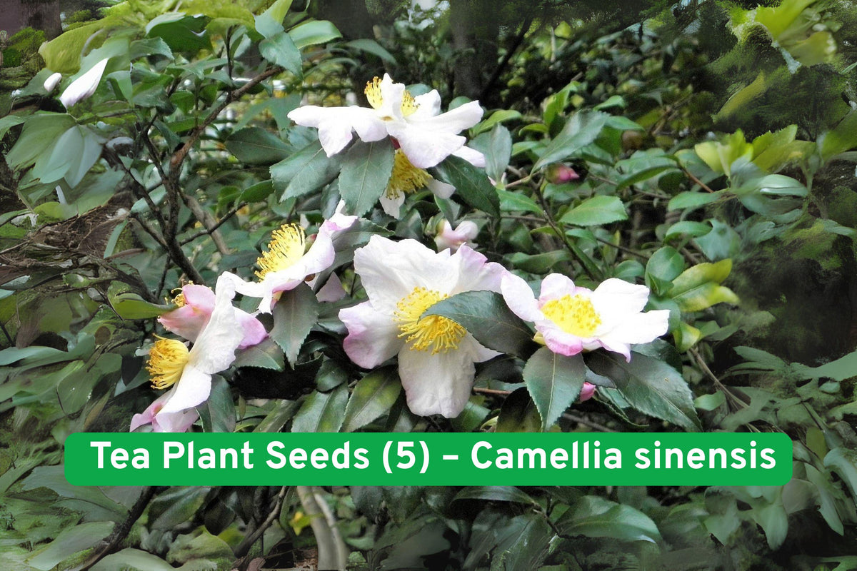 Tea Plant Seeds (5) – Camellia sinensis – Grow Black & Green Tea Shrub, Evergreen, Fragrant White Flowers, Hardy Zones 7-11