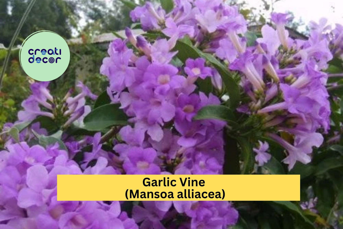 Garlic Vine Live Plant – Mansoa alliacea Semi-Tropical Climbing Vine with Purple Trumpet Flowers for Trellises & Arbors