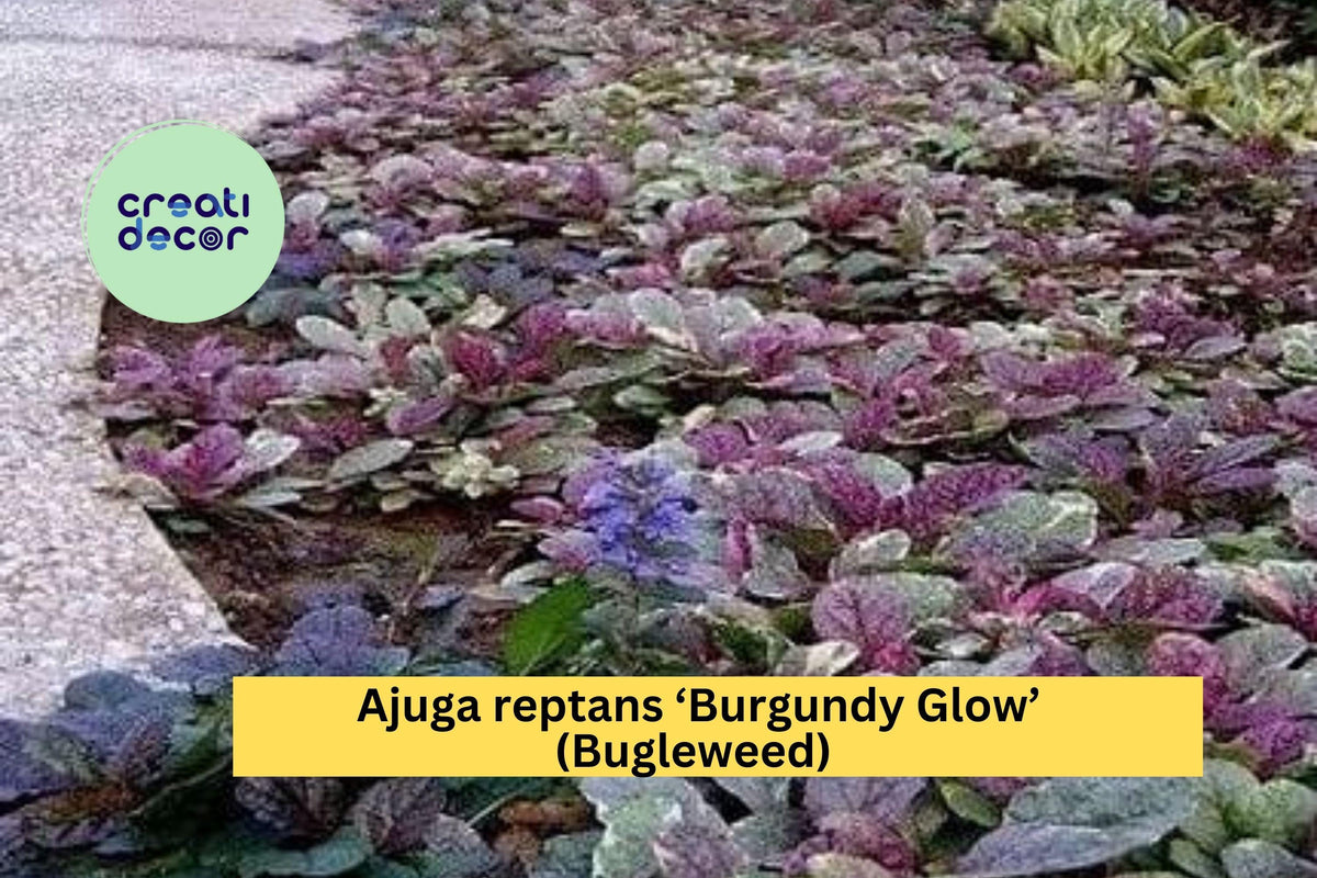 Ajuga reptans ‘Burgundy Glow’ Groundcover Plants – 3 Live Rooted Perennials with Colorful Foliage & Purple Blooms