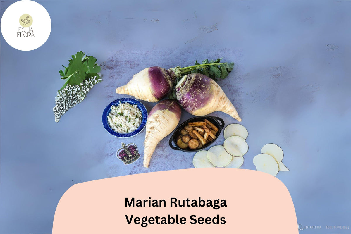 Marian Rutabaga Seeds – Heirloom Brassica napobrassica Root Vegetable, Purple Top, Golden Flesh, Non-GMO, 500+ Seeds