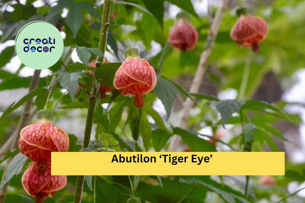 Abutilon ‘Tiger Eye’ Flowering Maple Live Rooted Starter Plant, Ornamental Shrub with Yellow-Orange Lantern Blooms